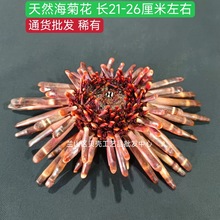 海葵花 天然21-26厘米海洋风情装饰高档场所房间创意摆件观赏收藏