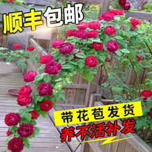 蔷薇花苗藤本月季特大庭院爬藤植物花卉盆栽阳台玫瑰爬墙四季开花