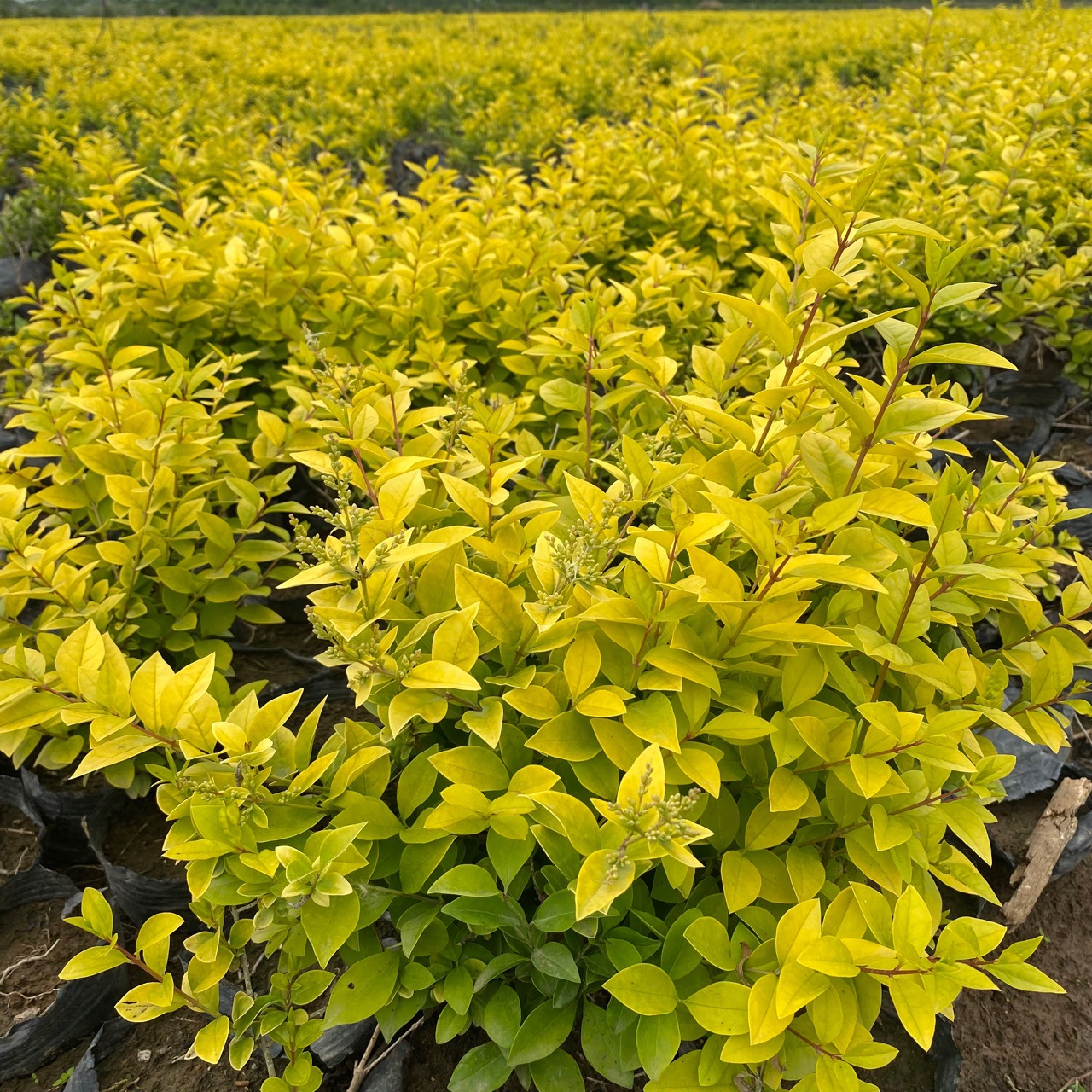 金冠女贞杯苗,30cm--150cm冠幅球类