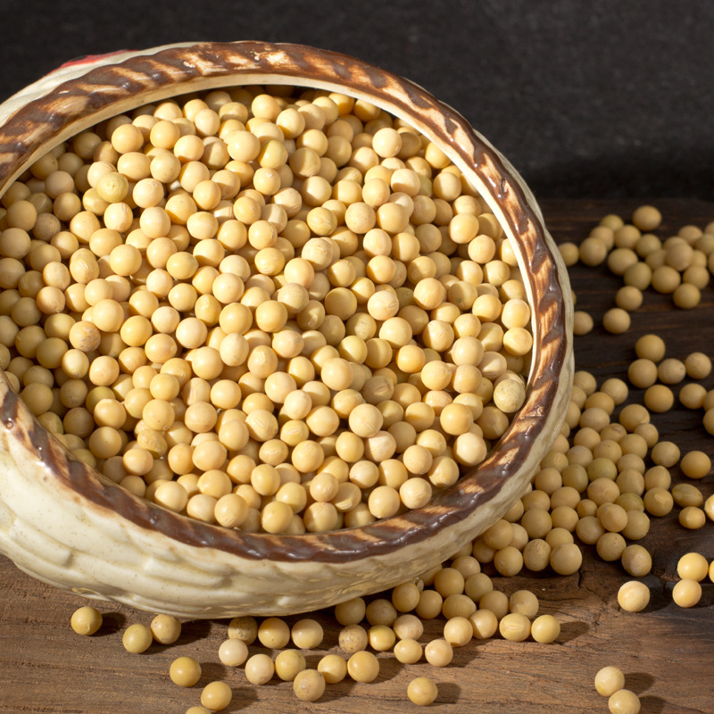 小金黄珍珠粒芽豆黑龙江小粒黄豆690生豆芽用无土栽培500g一件