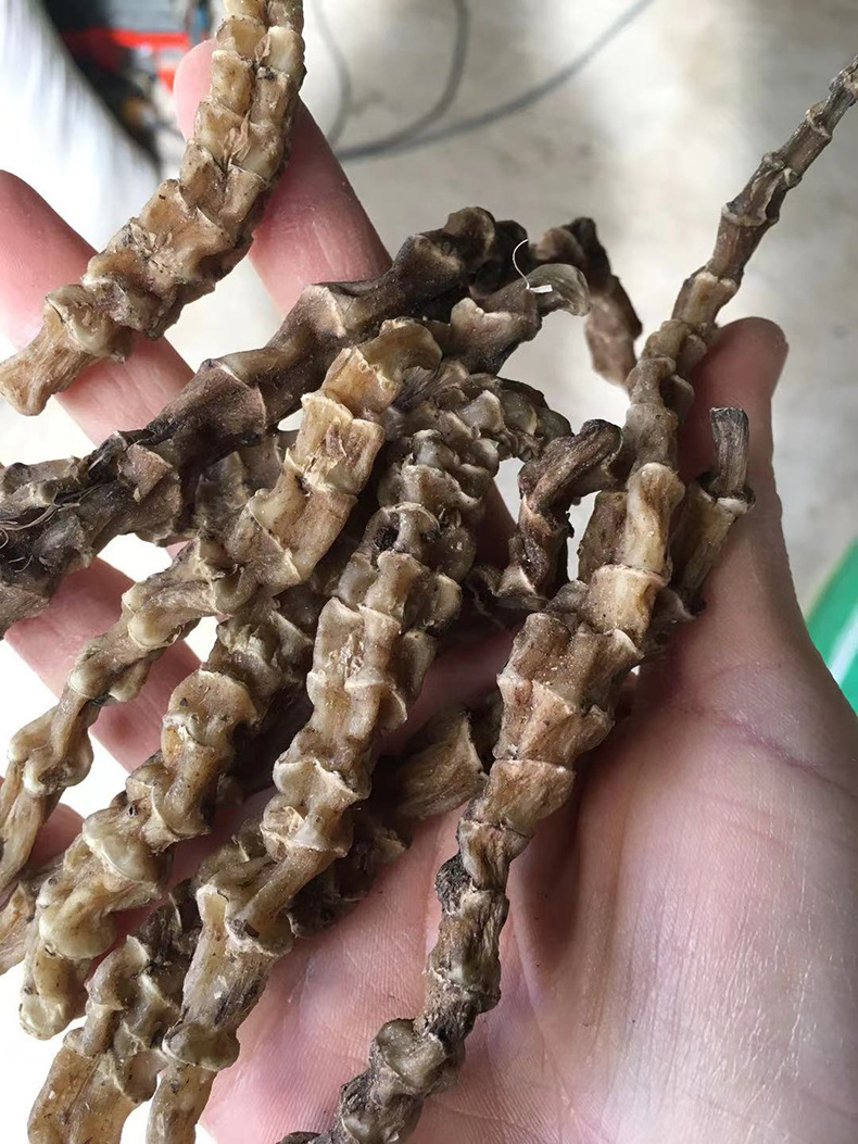 虫草参 白虫草 江湖地摊展销会云南地参大条粗条散装 地参虫草参