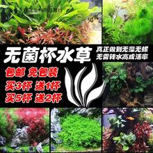 无菌杯水草鱼缸造景 迷你矮/趴地珍珠/牛毛/叉柱/天湖/宫廷/椒草