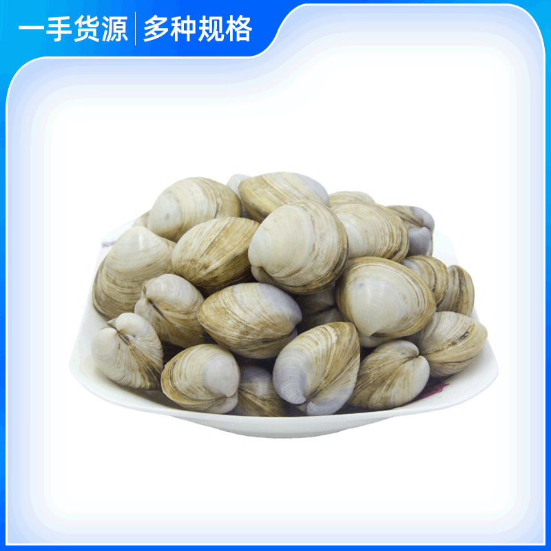 连云港海产品 批发 海鲜 白蛤 蛤蜊 白蛤蜊 产地供应