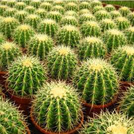 金琥 大号 超大仙人球 金冠 办公桌盆栽植物防辐射批发