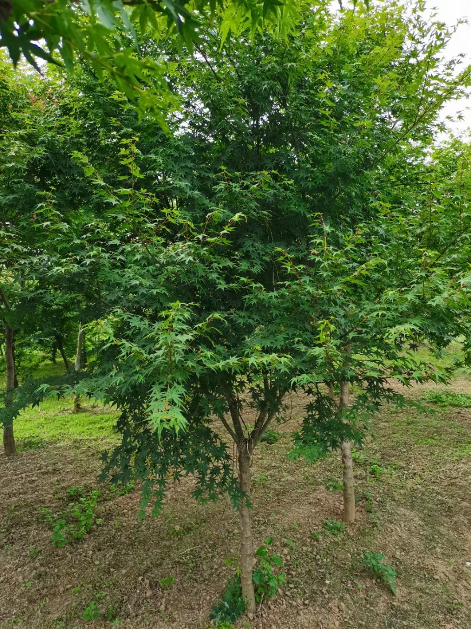 正宗鸡爪槭,中国红枫基地量大