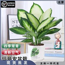 万年青盆栽植物粉黛银皇后室内好养绿植办公室四季常青水培植物