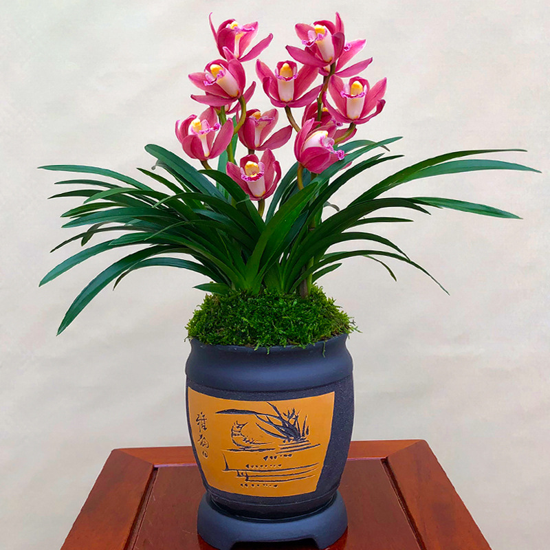 兰花【夜来香】矮种建兰盆栽室内四季植物观花客厅花卉兰草兰花苗