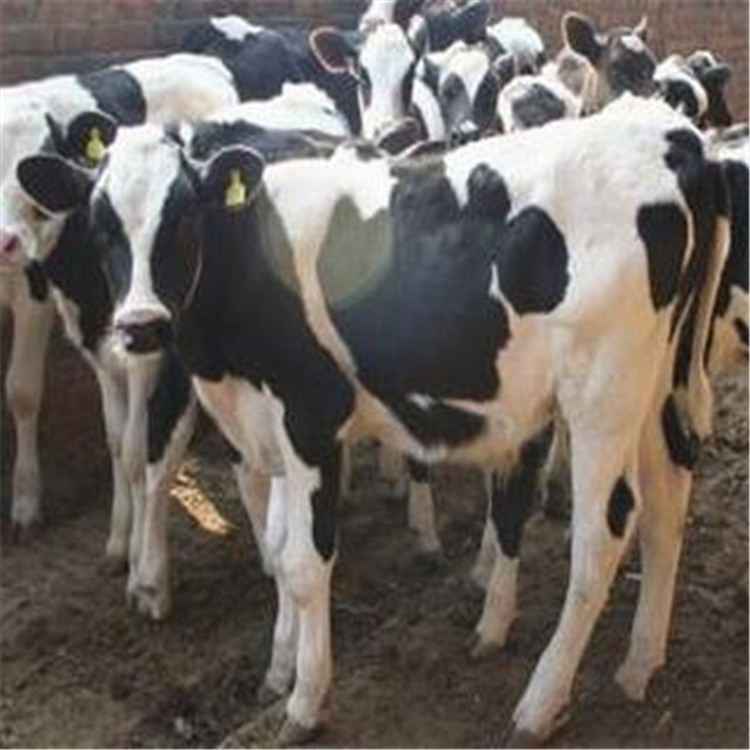 奶牛多少钱一只奶牛多少钱一头奶牛牛犊 犊牛养殖场出售