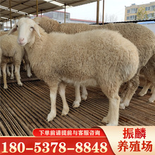 肉羊一斤 如何养殖奶山羊 小尾寒羊羊羔 白山羊