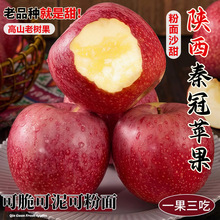 陕西秦冠苹果新鲜水果粉面沙甜孕妇老人宝宝辅食刮泥当季苹果整箱