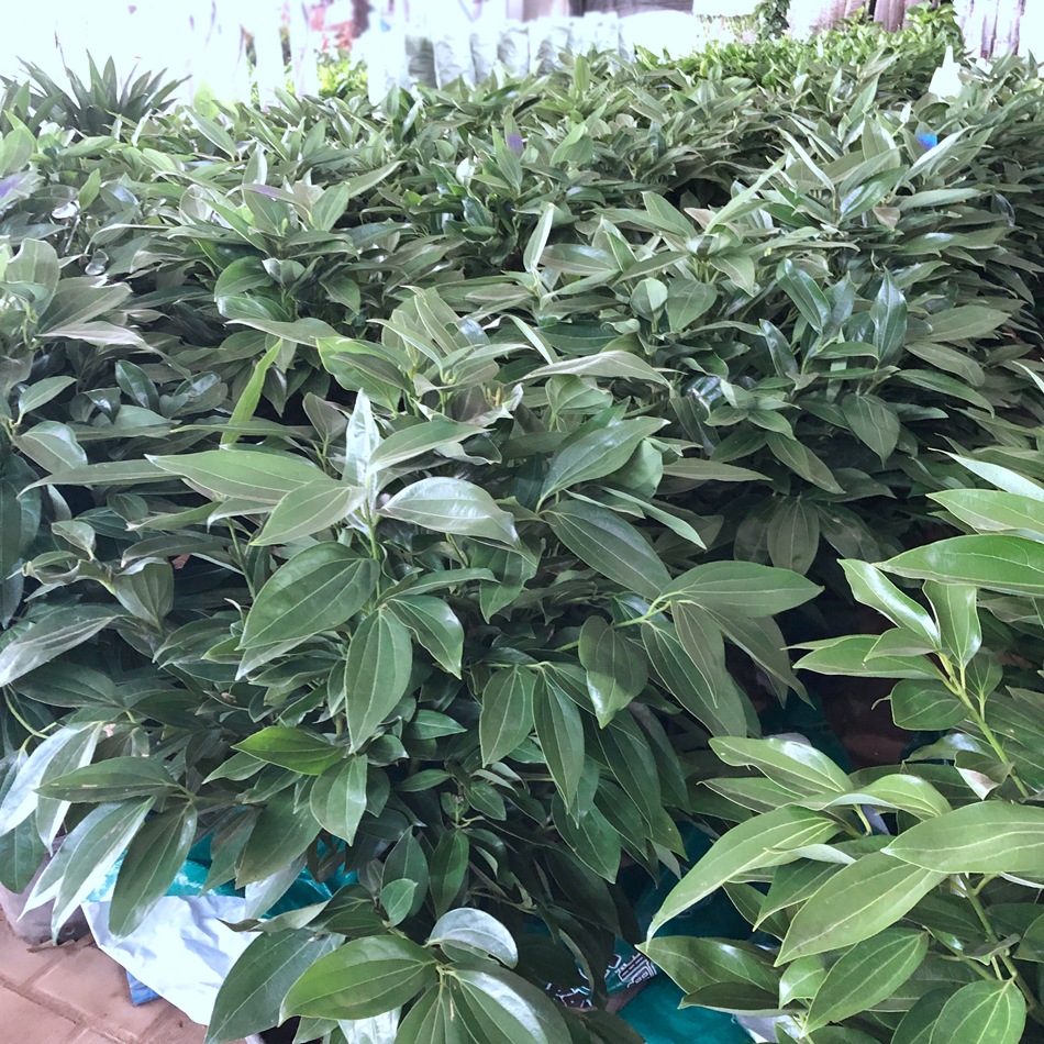 平安树盆栽 兰屿肉桂 红头屿肉桂 台湾大叶肉桂 室内外绿化苗木