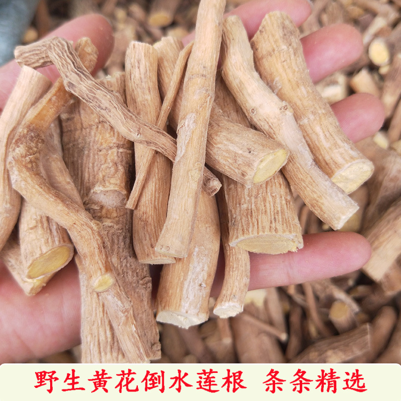 观音串,黄花大远志,黄花远志,吊黄,倒吊黄花,倒吊黄,黄花金盔,观音坠