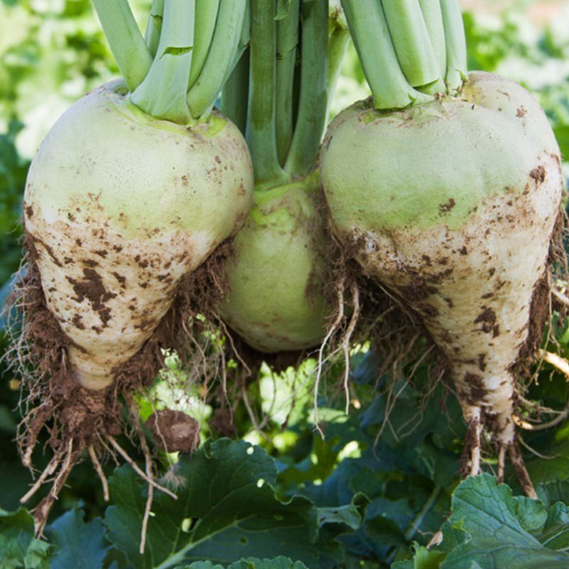 2022年新鲜芥菜疙瘩樱子生大头菜辣疙瘩芥菜疙瘩叶子芥菜头农家菜