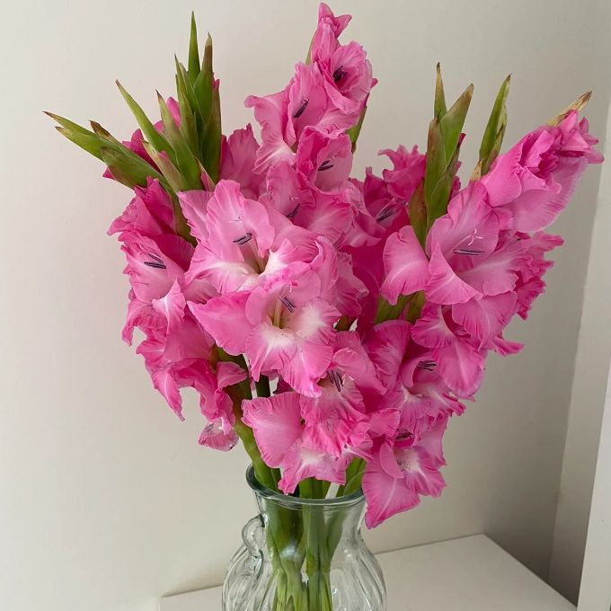 剑兰鲜切花真花家居装饰婚庆鲜花社区团购云南昆明鲜花基地批发