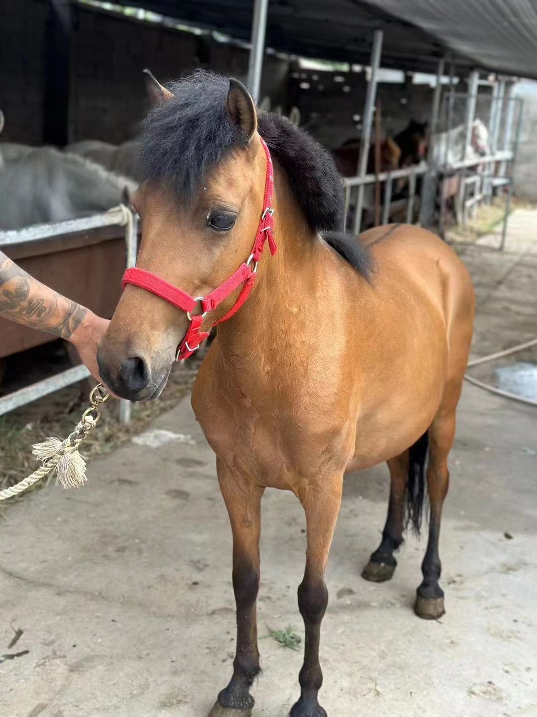 马匹出售休闲骑乘马景区旅游用马温顺好骑的马多少钱一匹矮马回收
