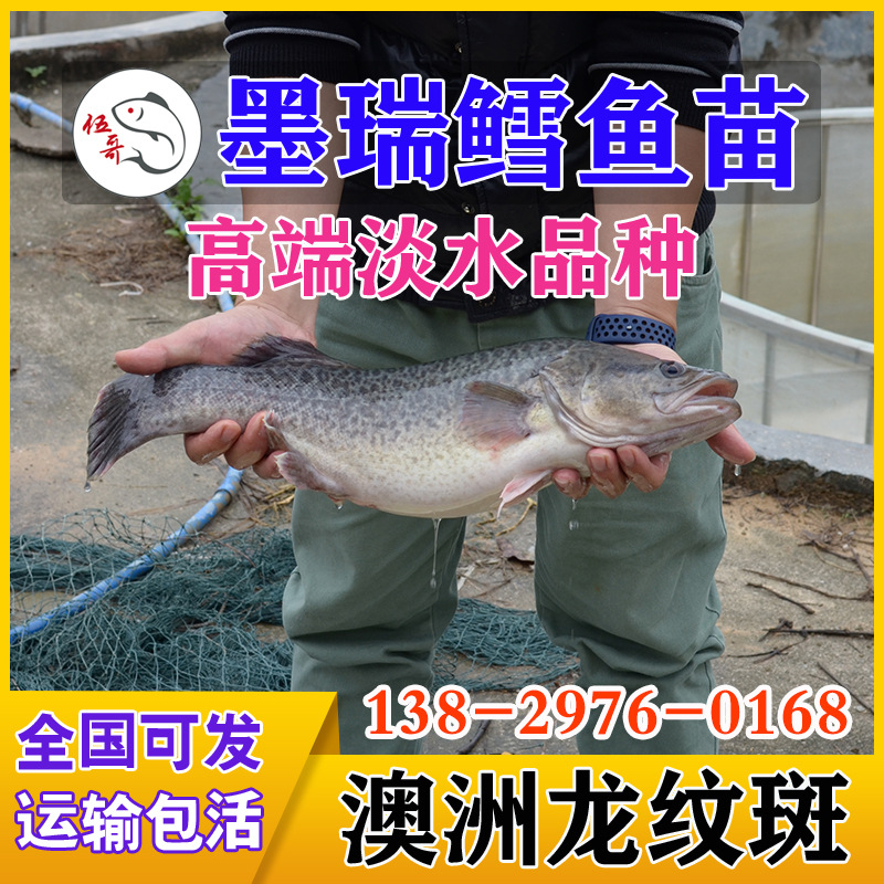 澳洲墨瑞鳕鱼苗 龙纹斑鱼 澳洲鳕斑 银鲈鱼 鳕鲈鱼 高端淡水鱼苗