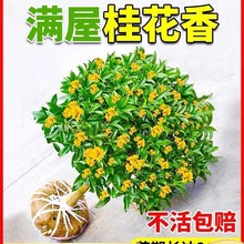 园艺易活桂花树苗四季桂阳台花卉植物耐寒桂花苗盆栽好养丹桂庭院