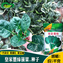 墨绿菠菜种子 农田菜园四季蔬菜杂交易捆扎肉厚菠菜籽