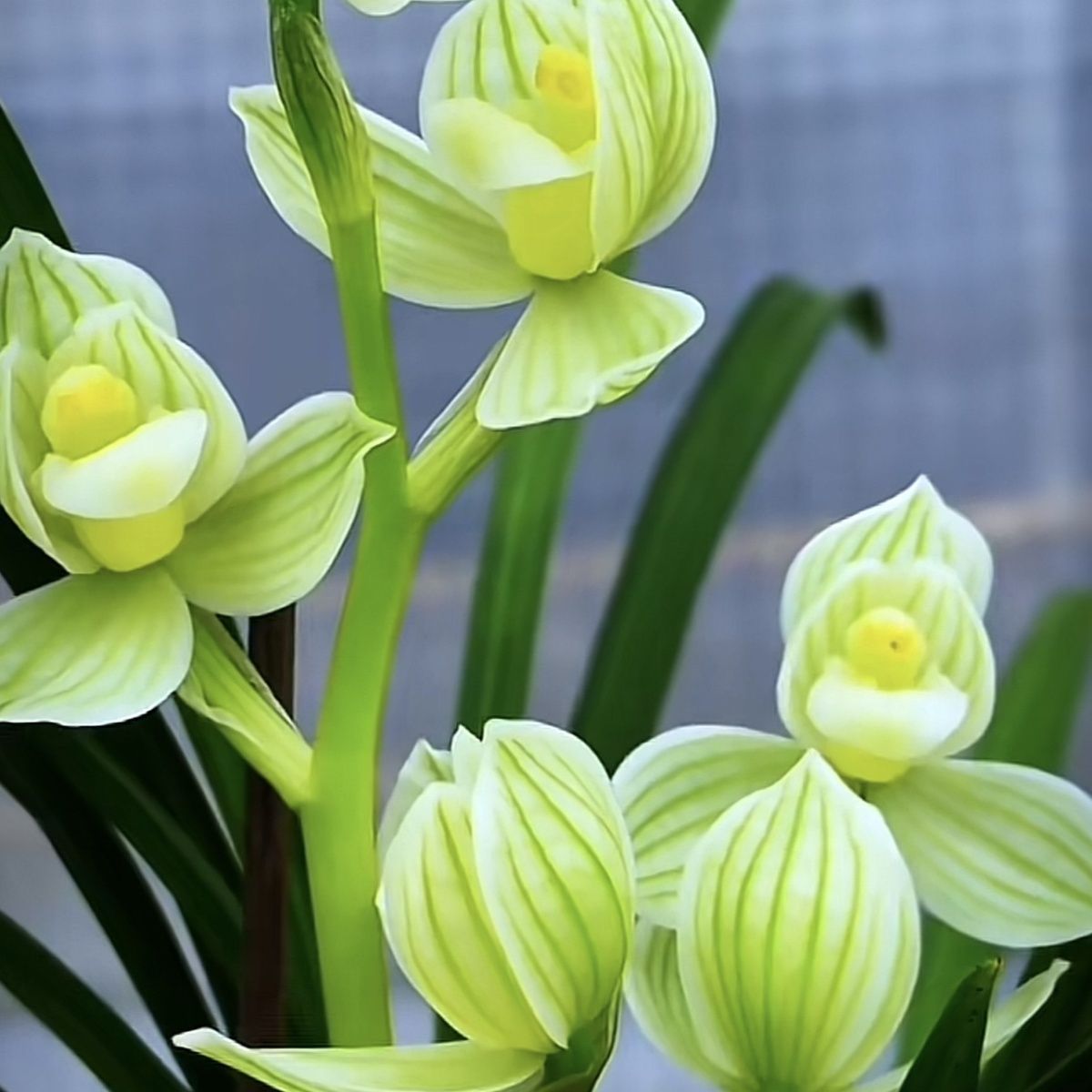 兰花老种名品莲瓣兰 天使素荷 浓香室内阳台绿植花卉盆栽好养包活
