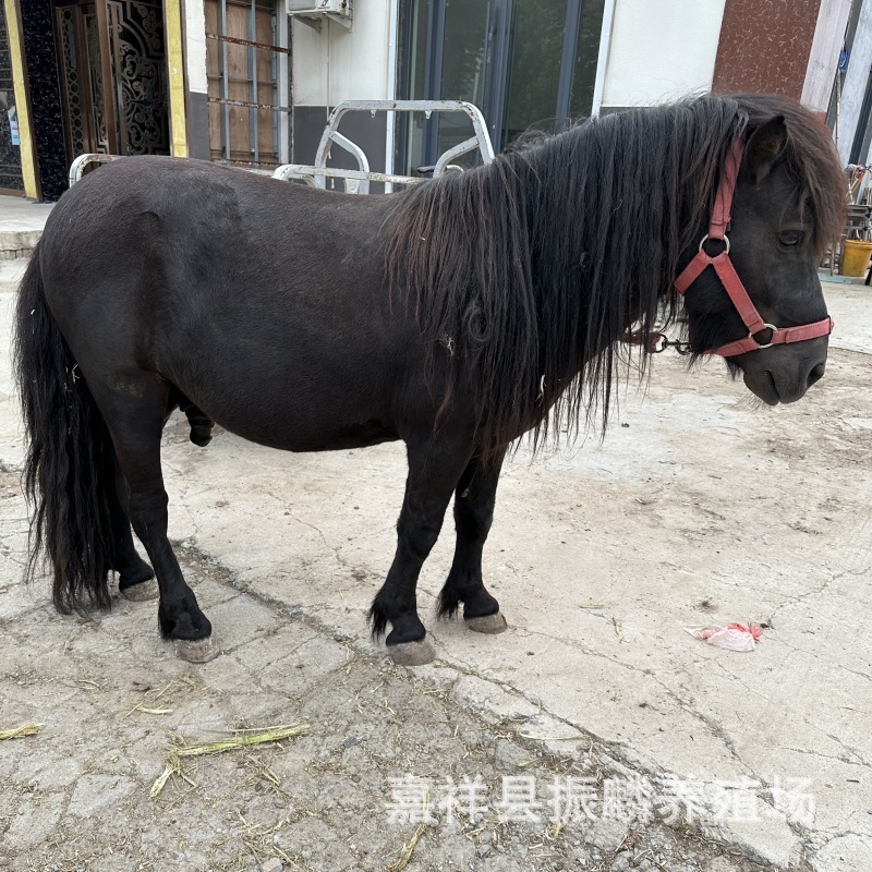 骑乘马价格 马匹养殖场出售旅游马景区矮马马驹价格纯血马养马场