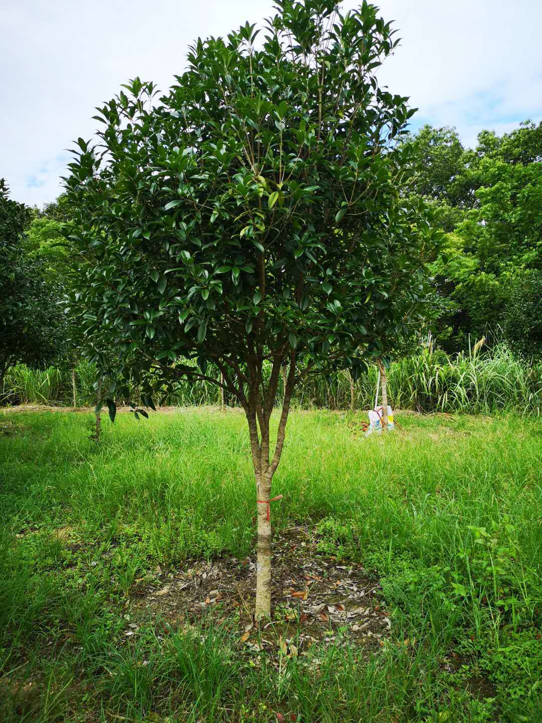 丹桂,红桂,金桂,桂花树8公分,桂花树价格13807732002