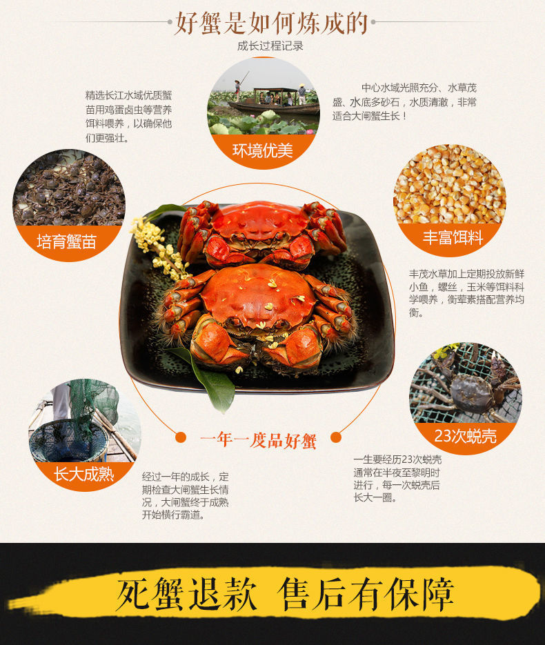 大闸蟹鲜活的螃蟹特大公母现货海鲜批发阳澄湖镇8/16只礼盒装包邮