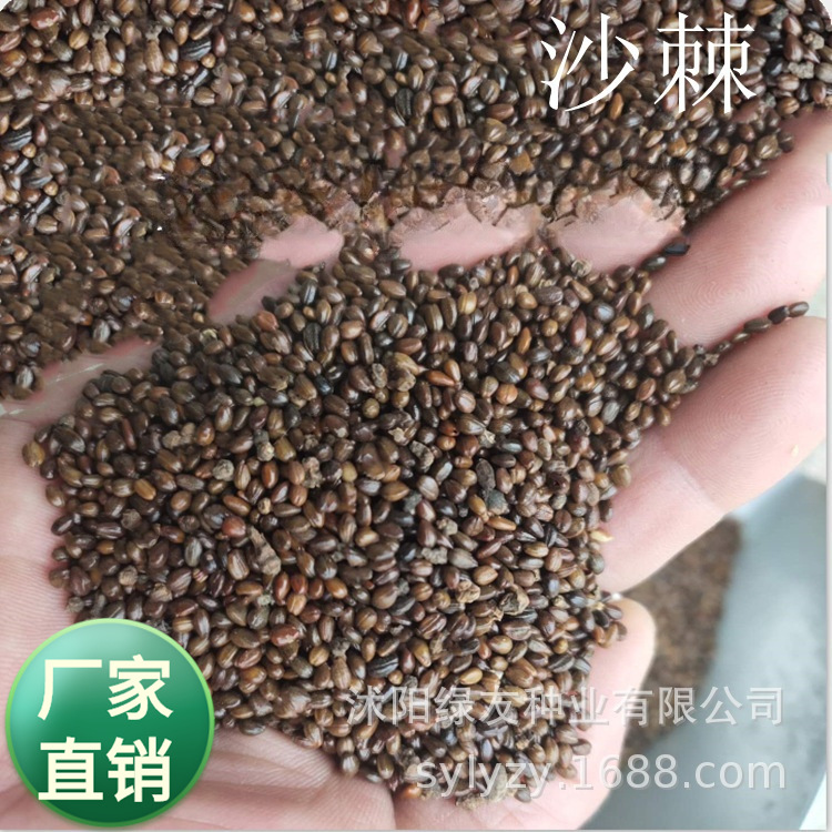 批发沙棘是一种胡颓子科,沙棘种子 护坡落叶灌木 沙棘-阿里巴巴