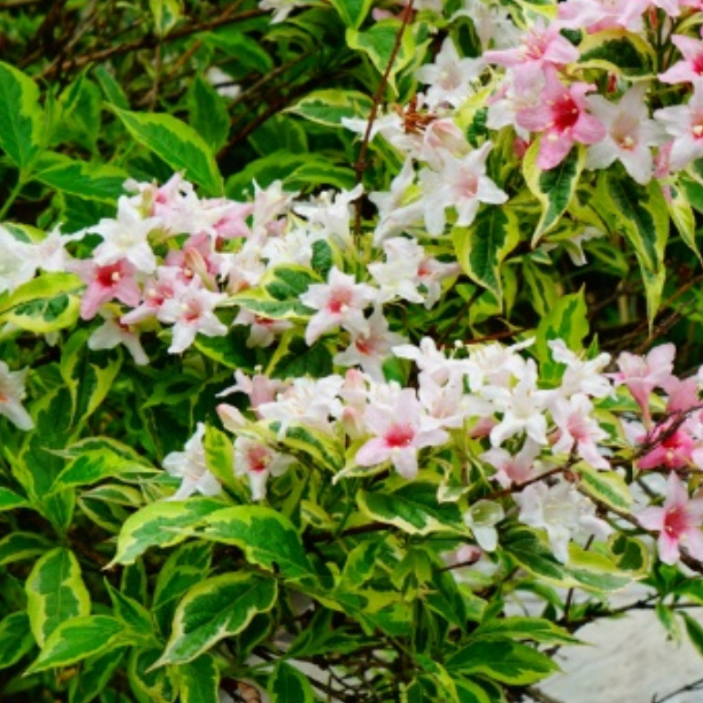 花叶锦带花红王子盆栽毛球工程苗木基地大量连翘