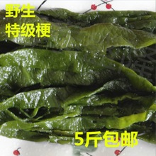 海白菜荣成整颗盐渍裙带梗长梗特嫩凉拌无老根非干货5斤包邮厂家