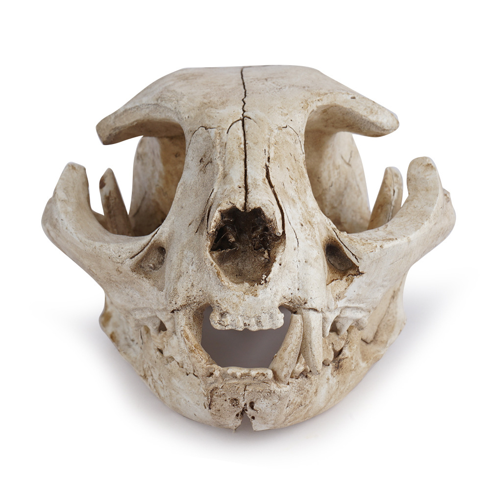 猫头骨骷髅头参考模型树脂动物骨骼骨架动物头骨模型树脂骷髅头
