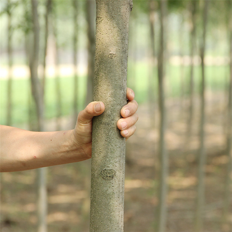 绿化苗木 白蜡树苗 白蜡杆树苗 速生白腊树苗 对节白蜡大小苗白腊