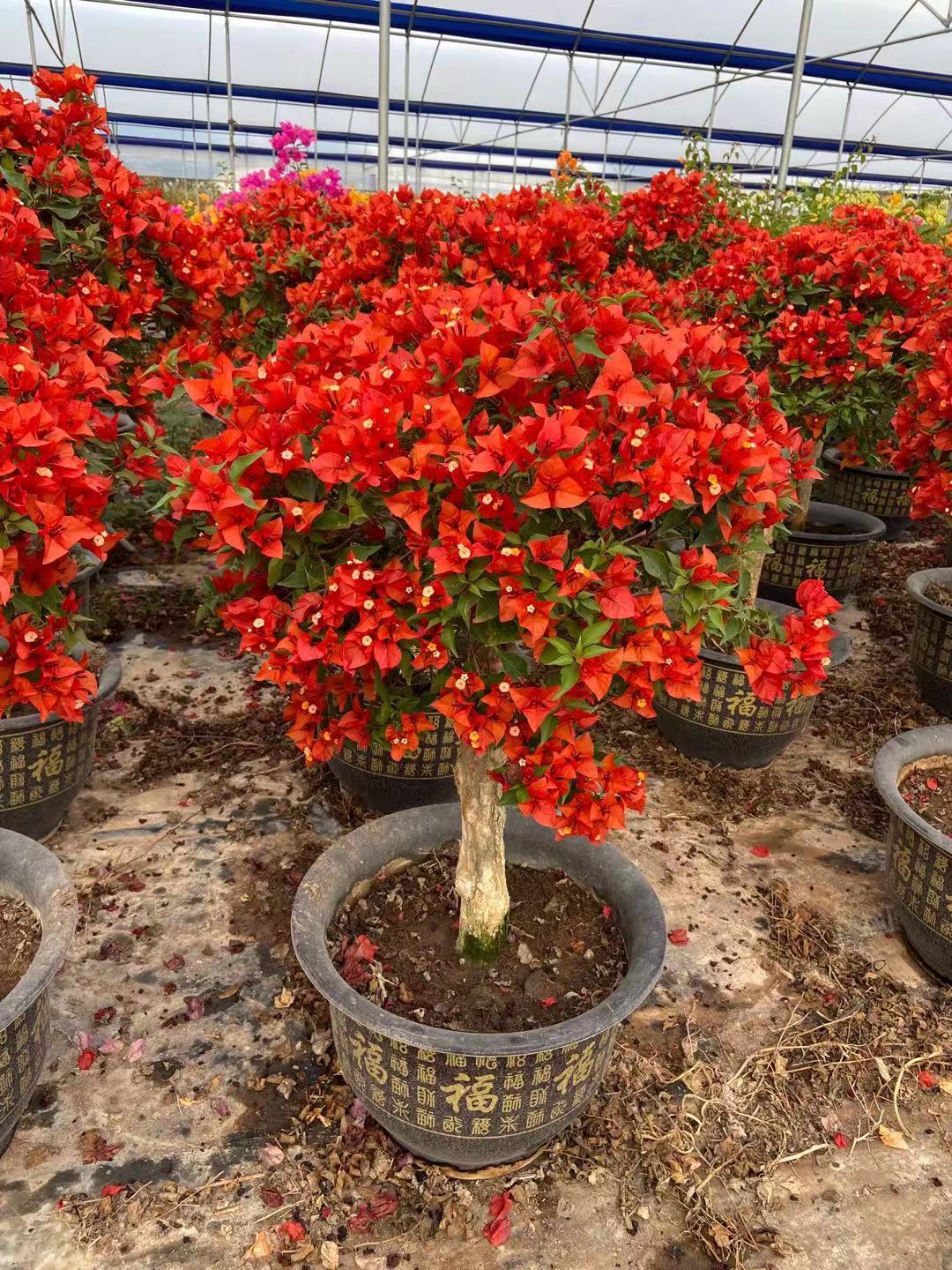 (娇娇家)热火桑巴三角梅大苗  勤花喜庆品种 庭院 一物一拍