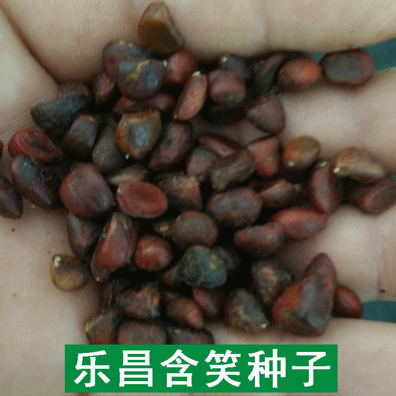 【跨境供货】乐昌含笑种子绿化种子冬青种子法国冬青种子园林绿化
