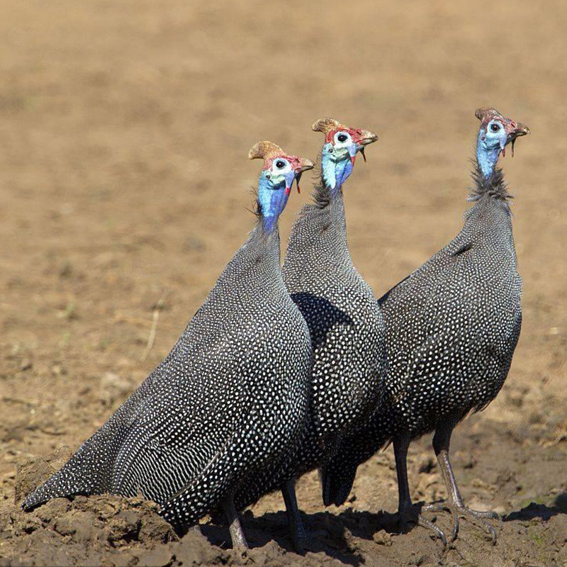 珍珠鸡种蛋受精蛋出售成年下蛋种母鸡价格活体现货供应大小珍珠鸡