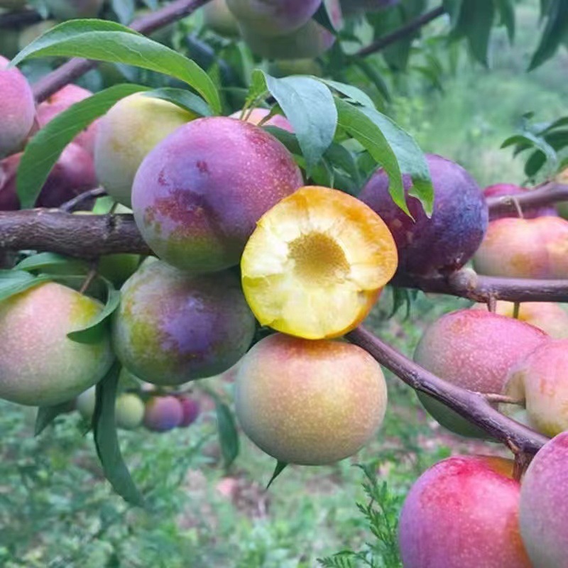 四川半边红李子茵红李青红脆李脱骨李脆甜新鲜时令水果一件代发