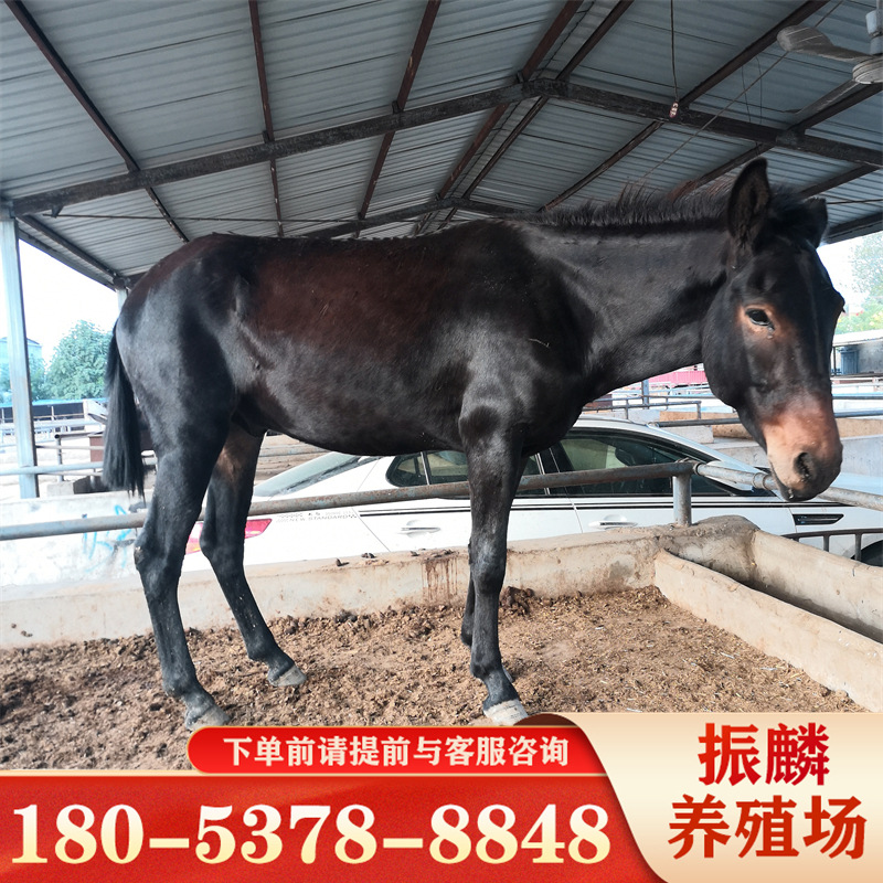 乌头驴好饲养 肉驴犊价格 育肥肉驴犊养殖场 山东德州驴价格-阿里巴巴