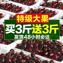 送3斤清晨采摘烟台大樱桃新鲜水果3斤车厘子5斤山东特大