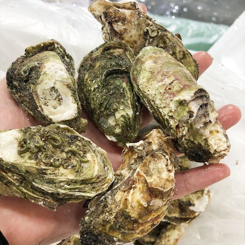 生蚝大量批发新鲜现捕网红乳山鲜活壳海蛎子特大牡蛎贝壳即食海鲜
