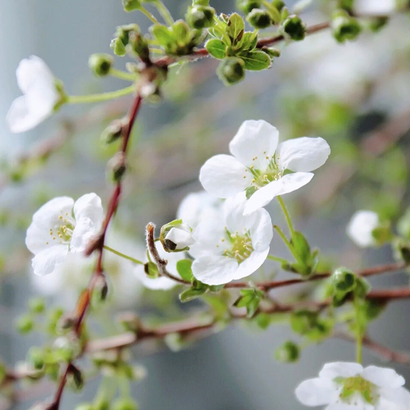 【】雪柳干枝水养鲜枝水培遇水开花室内花卉盆栽植物绿植