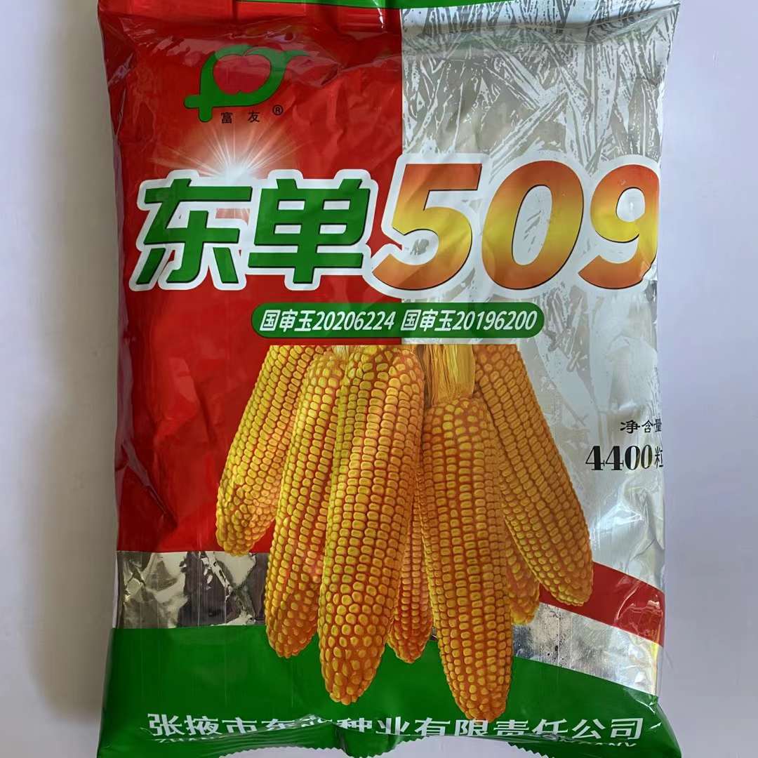 大田种植东单509玉米种子杂交国审短杆大棒红轴半马齿型包谷高产
