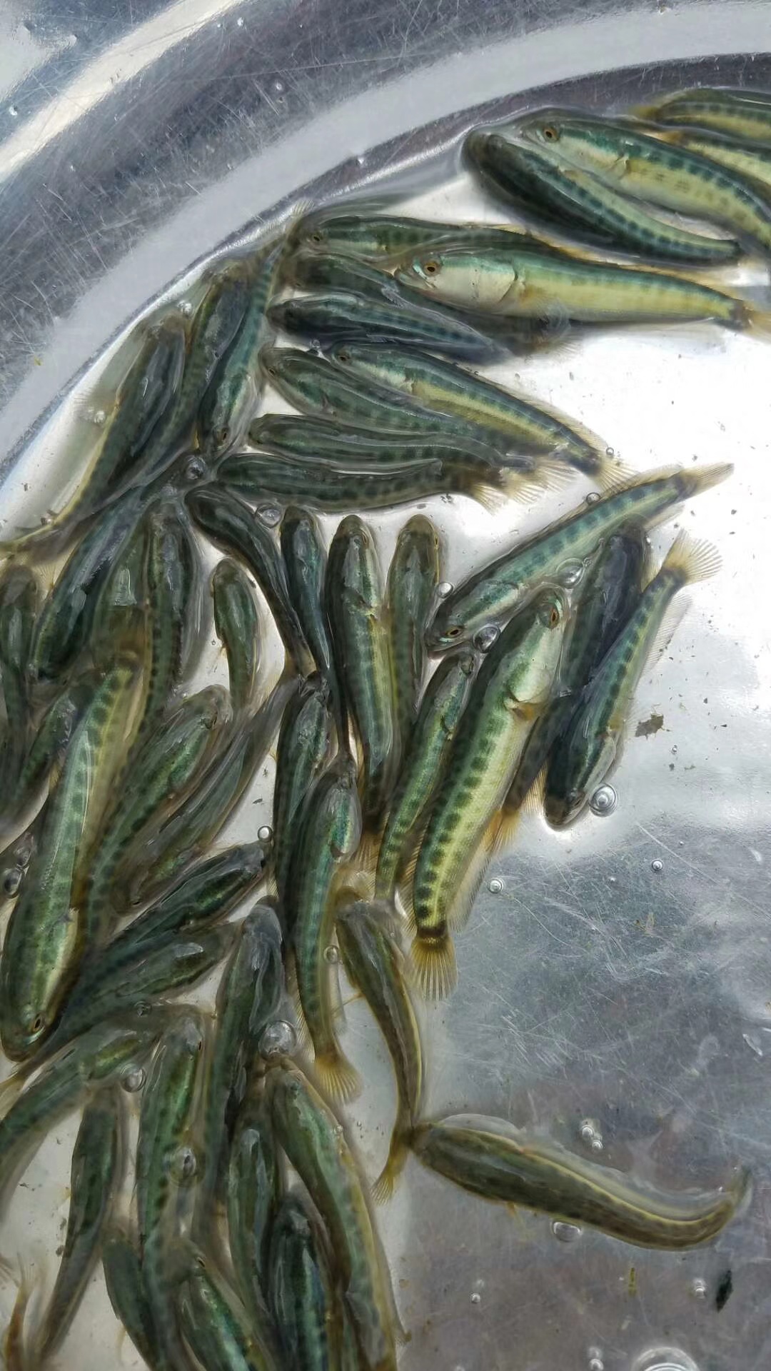 大量供应批发生鱼苗(黑鱼苗)