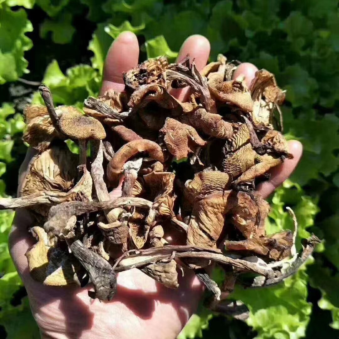 东北野生鲜蘑菇