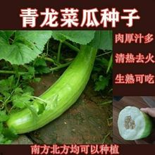 精选青龙菜瓜种子八棱脆瓜青皮酥瓜籽凉拌生吃腌菜水果蔬菜早熟种