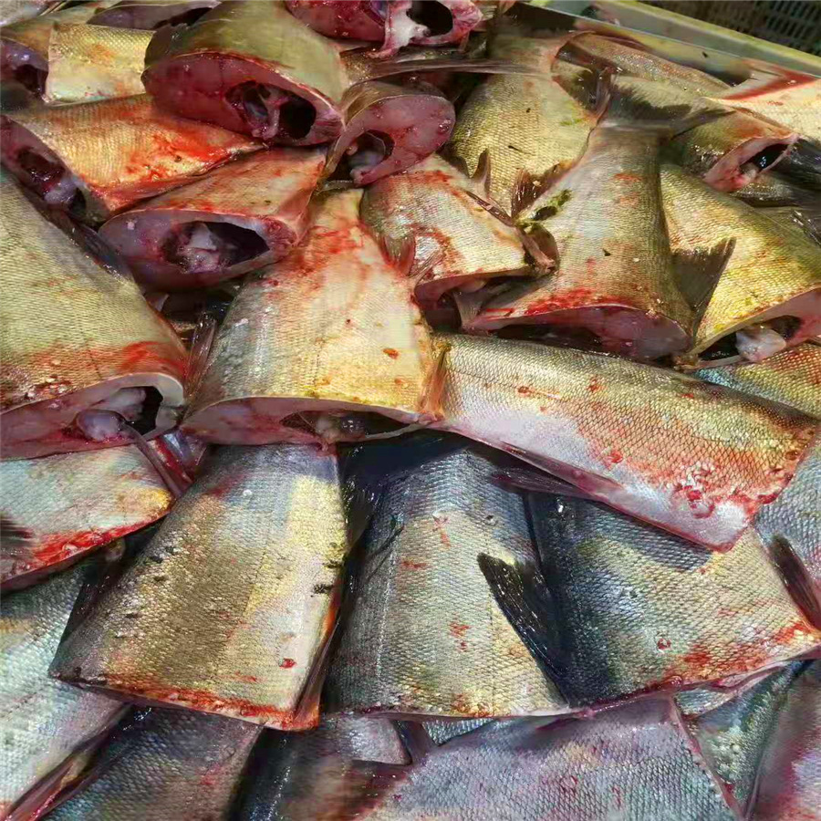 李芹活鱼 新鲜鲢鱼肉 顺丰冷链发货 鱼肉新鲜鱼排 鱼腩 淡水鱼肉