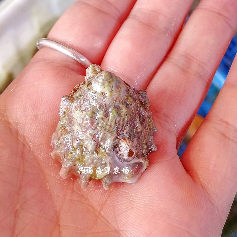 牛眼螺 海水观赏鱼活体蝾螺清洁螺快递包活小丑鱼海水宠物
