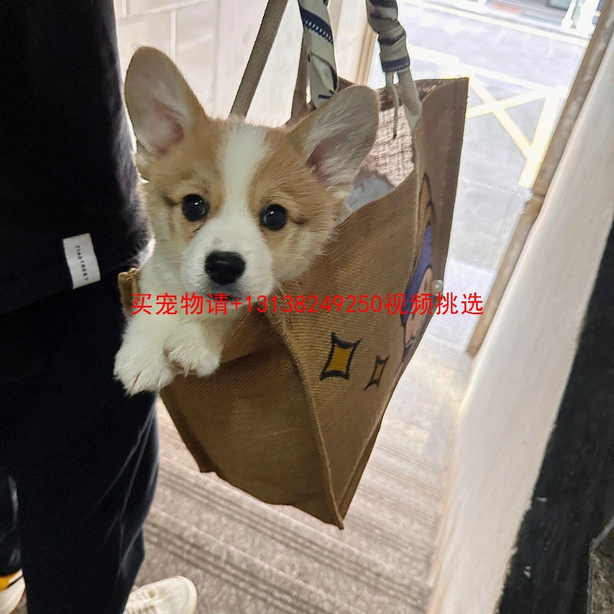 纯种柯基幼犬威尔士两色双色三色小短腿柯基犬小型宠物狗活体幼崽