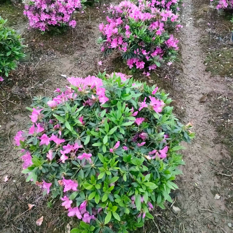 工程苗木四季常绿春天开花杜鹃球 春鹃球毛鹃球绿化树大量批发