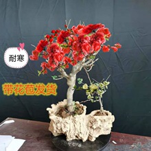 带花苞海棠花盆栽 海棠树苗 复色四季海棠盆景室内外花卉绿植