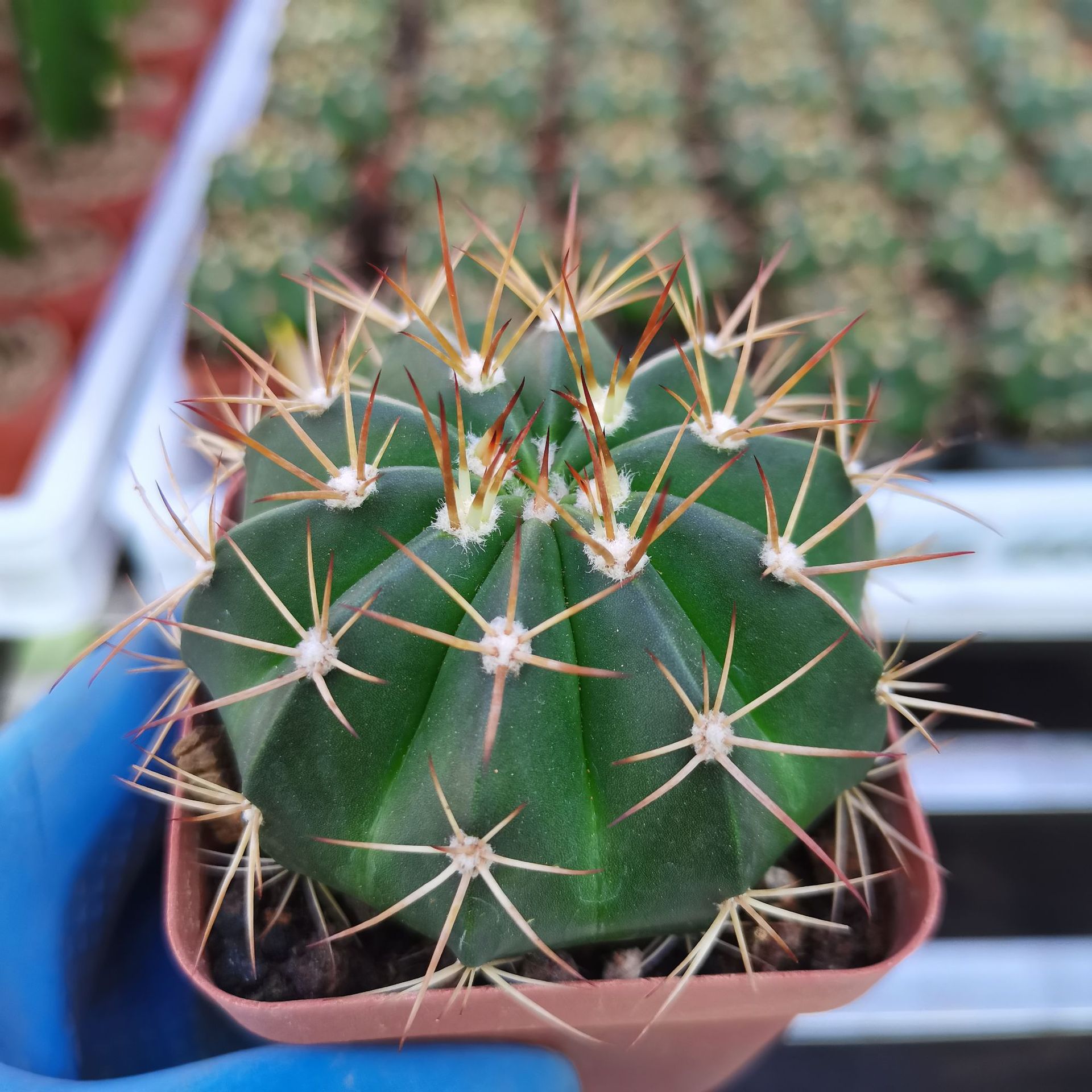 【基地直发】仙人球批发层云 黄金云 多肉植物 仙人掌仙人柱 批发