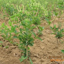 厂家提供金银花种苗 绿化工程家庭园艺 花圃金银花种苗